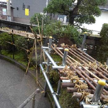 雪囲いの投稿画像一覧 Greensnap グリーンスナップ