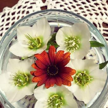 浮き花の投稿画像一覧 Greensnap グリーンスナップ 浮き花の投稿画像一覧 Greensnap グリーンスナップ