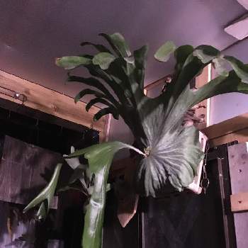 ビカクシダ スパーバムの投稿画像一覧 Greensnap グリーンスナップ