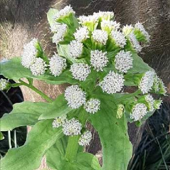 ふきのとう花の投稿画像一覧 Greensnap グリーンスナップ