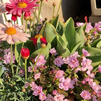 スーパーのお花屋さんの画像 by みたさん | マーガレットとマーガレットストロベリーホイップとバコパ  スコピアダブルピンクとチューリップ　LOVELYCOMBINATIONSとスーパーのお花屋さんとピンクの花とPWマーガレットストロベリーホイップと小さな花壇とおうち園芸と鉢植えとＨＣの花と小さい花