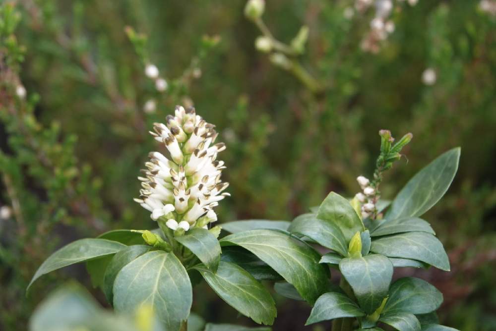 フッキソウの投稿画像 By Serendipityrumiさん 散歩と花壇と白 しろ ホワイトとアウトレット庭 21月3月14日 Greensnap グリーンスナップ