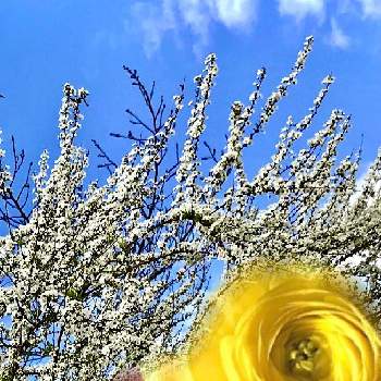 ホワイトデー。の画像 by 京紫さん | 春のお花とオレンジ色の花とビタミンカラーと❇︎ラナンキュラスと黄色の花と❥植物❥空模様❥コラボ❥といやし♪と青空とiPhone撮影とホワイトデー。
