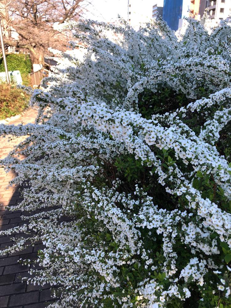 ユキヤナギの投稿画像 By くさくいのけものさん 21月3月14日 Greensnap グリーンスナップ