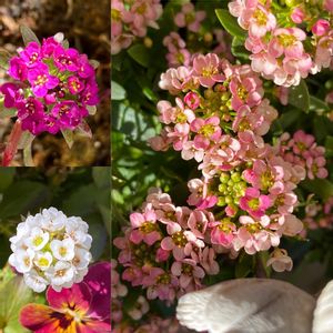 花のある暮らし, アリッサム,キュンキュン乙女倶楽部,花言葉と誕生花,小さなしあわせ♡の画像