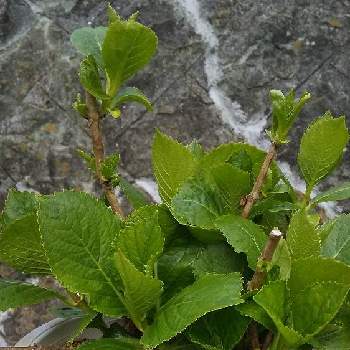 さしめからの投稿画像一覧 Greensnap グリーンスナップ