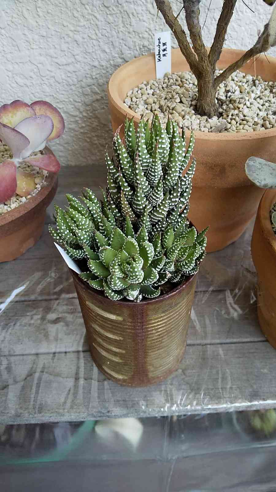 ハオルチア 十二の塔(星の林)｜🍀GreenSnap（グリーンスナップ）