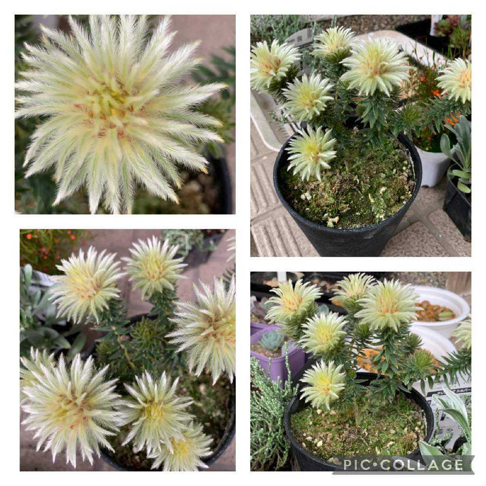 不思議な植物 Greensnap グリーンスナップ