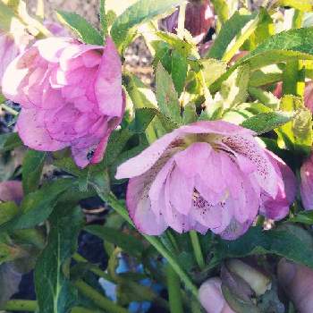 クリスマスローズ八重の投稿画像一覧 Greensnap グリーンスナップ