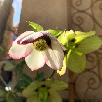 クリスマスローズ セミダブルの投稿画像一覧 Greensnap グリーンスナップ