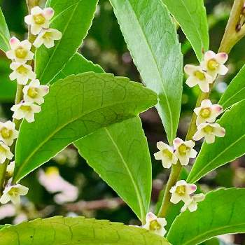 サカキの花の投稿画像一覧 Greensnap グリーンスナップ