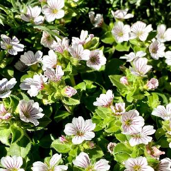 一生懸命咲く姿が美しいの投稿画像一覧 Greensnap グリーンスナップ