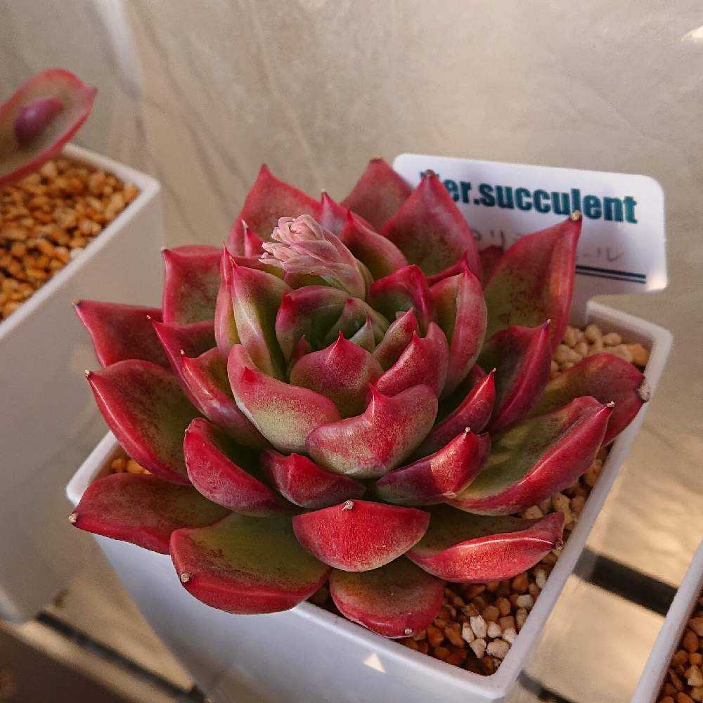 フロリディティール(tsunコレ・キメコレ)｜🍀GreenSnap（グリーン