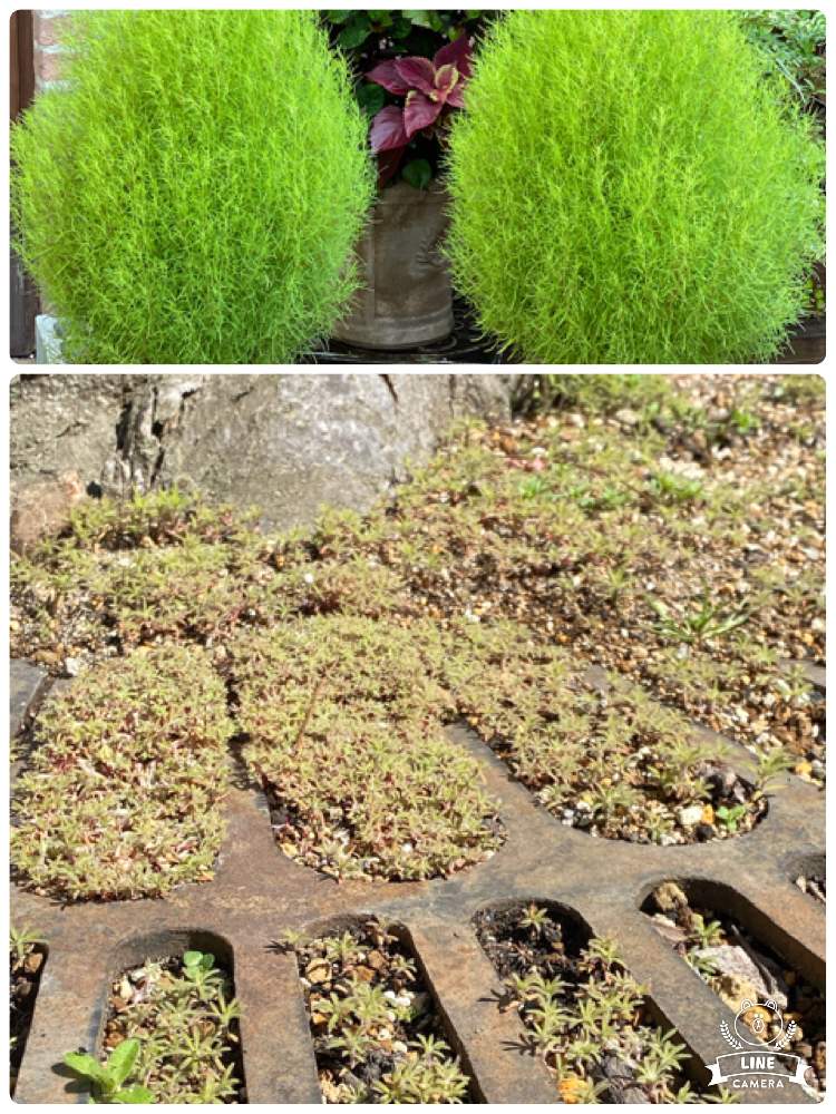 コキア種 コキア 種 476 Fodexpo Com Co