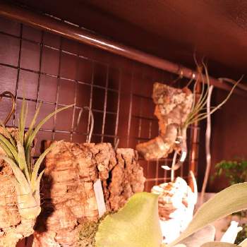 チランジア ブッチーの投稿画像一覧 Greensnap グリーンスナップ