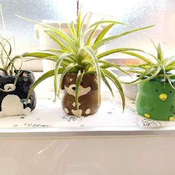 お洒落な入れ物の投稿画像一覧 Greensnap グリーンスナップ