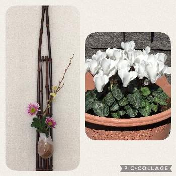 ガーデンシクラメン  白の画像 by suihoさん | 玄関とガーデンシクラメンと小菊とヒメミズキと一輪挿しとガーデンシクラメン  白とヒメミズキ。と玄関。