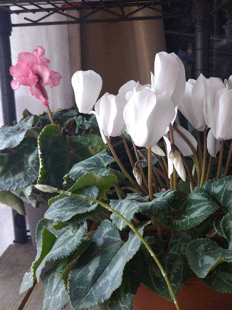 シクラメン2鉢お迎えした Greensnap グリーンスナップ