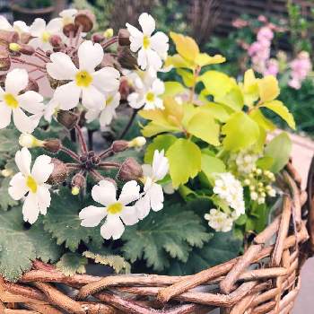 プリムラ シネンシスの投稿画像一覧 Greensnap グリーンスナップ