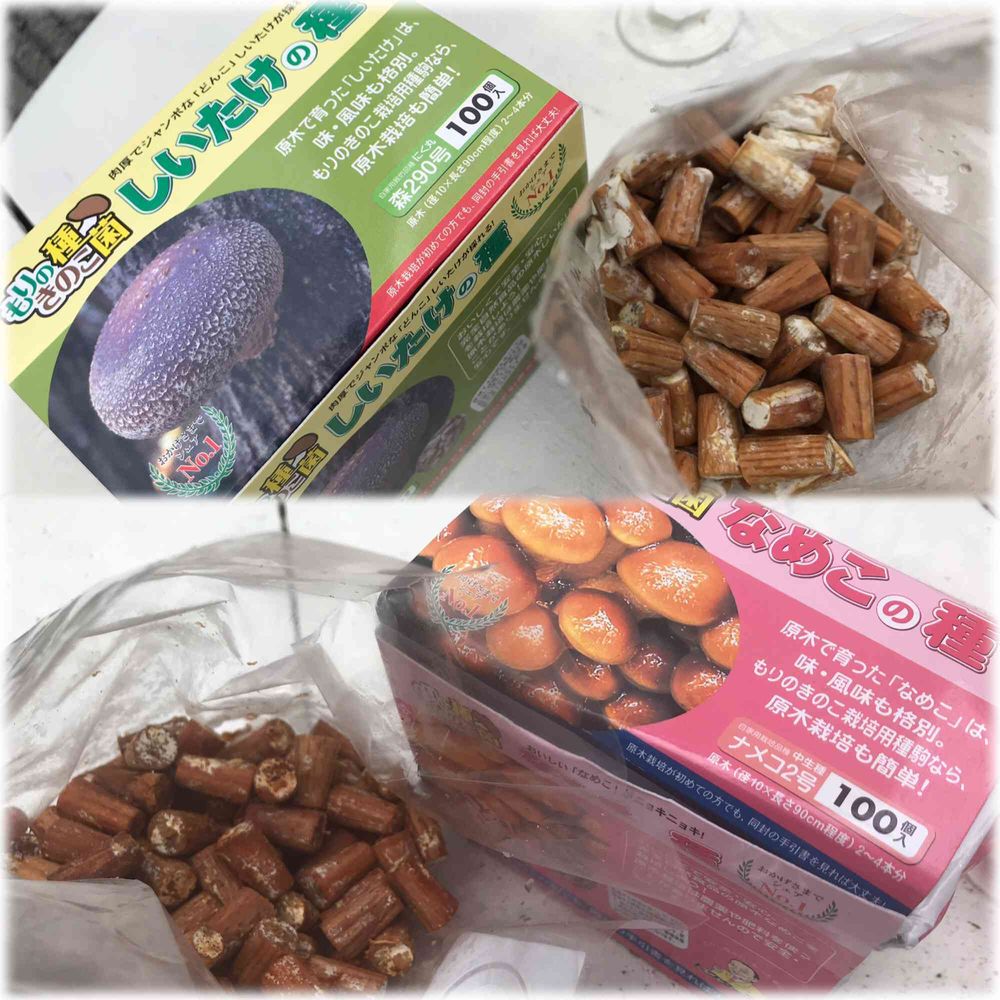しいたけとナメコの原木栽培 in 砂利の庭｜?GreenSnap（グリーン 