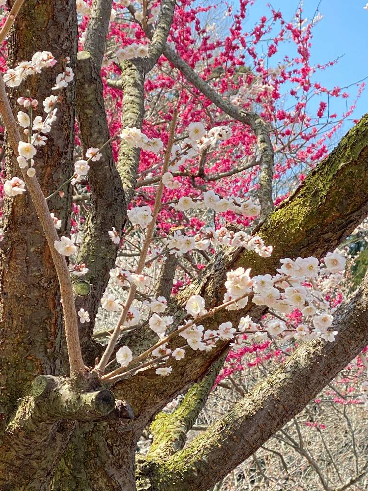お出かけ先の画像 by ねこ姫さん | お出かけ先とお花を楽しむと素敵✨✨✨とお花探しといなべ梅林公園と綺麗きれい綺麗とお花大好き❤とかわいいな♡と上品な美しさ♡とワクワク♬