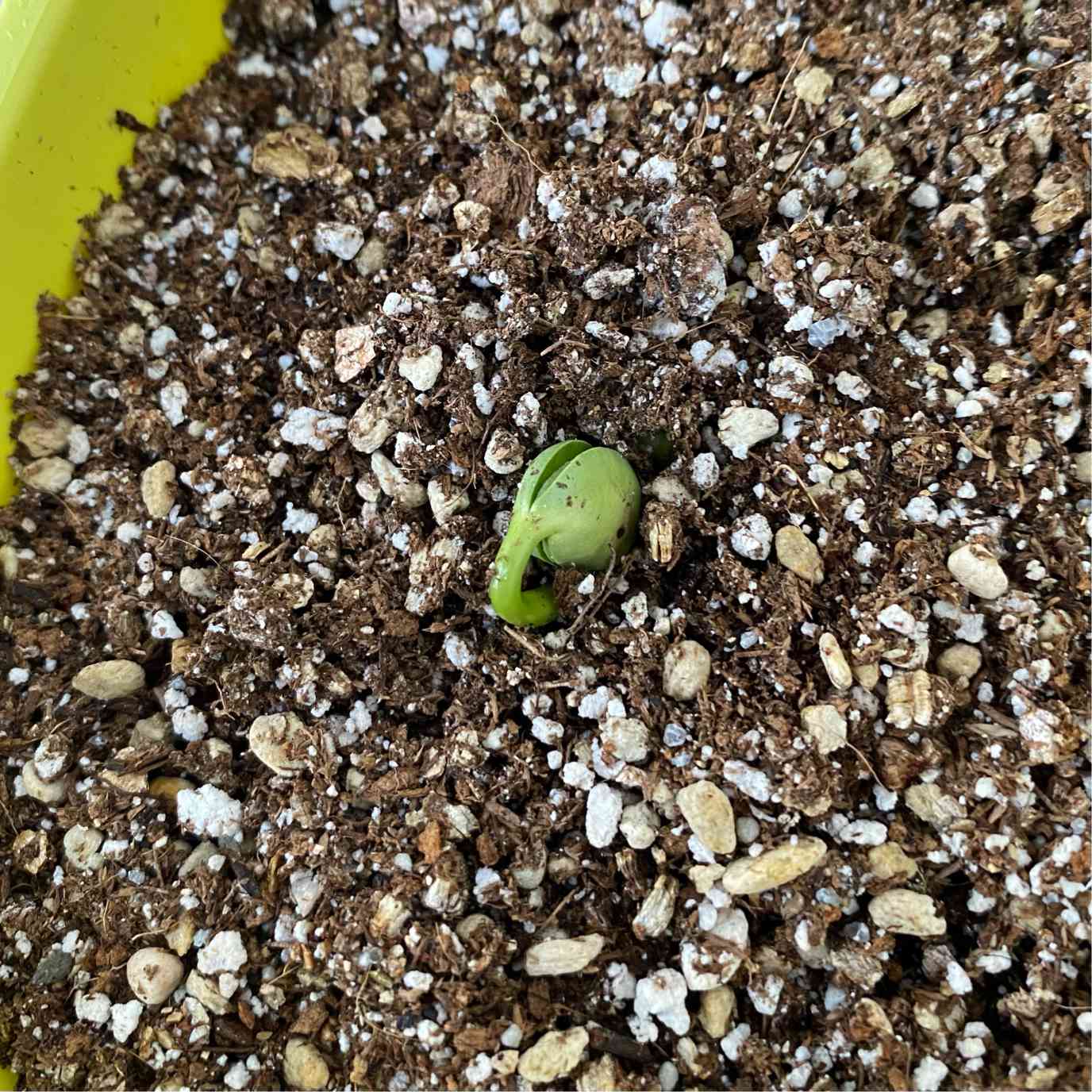 枝豆栽培キット記録 @石垣島｜🍀GreenSnap（グリーンスナップ）