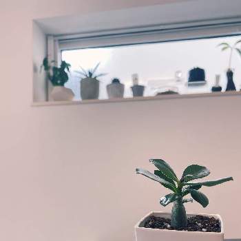 かわいい双葉 の投稿画像一覧 Greensnap グリーンスナップ