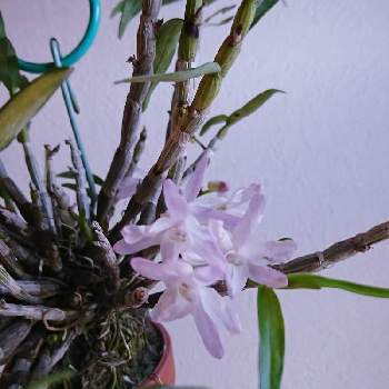 石斛の投稿画像一覧 Greensnap グリーンスナップ