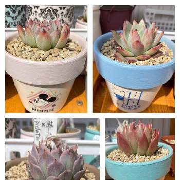 ピンクシャンペンの投稿画像一覧 Greensnap グリーンスナップ