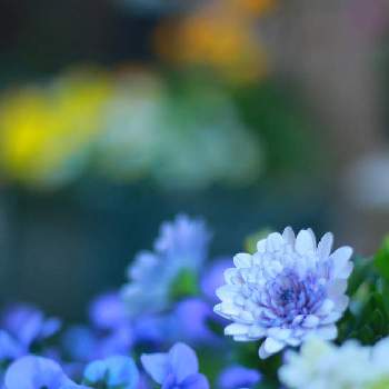 ビオラ ビビ クリアライトブルーの投稿画像一覧 Greensnap グリーンスナップ