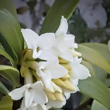 花木鉢の投稿画像一覧 Greensnap グリーンスナップ