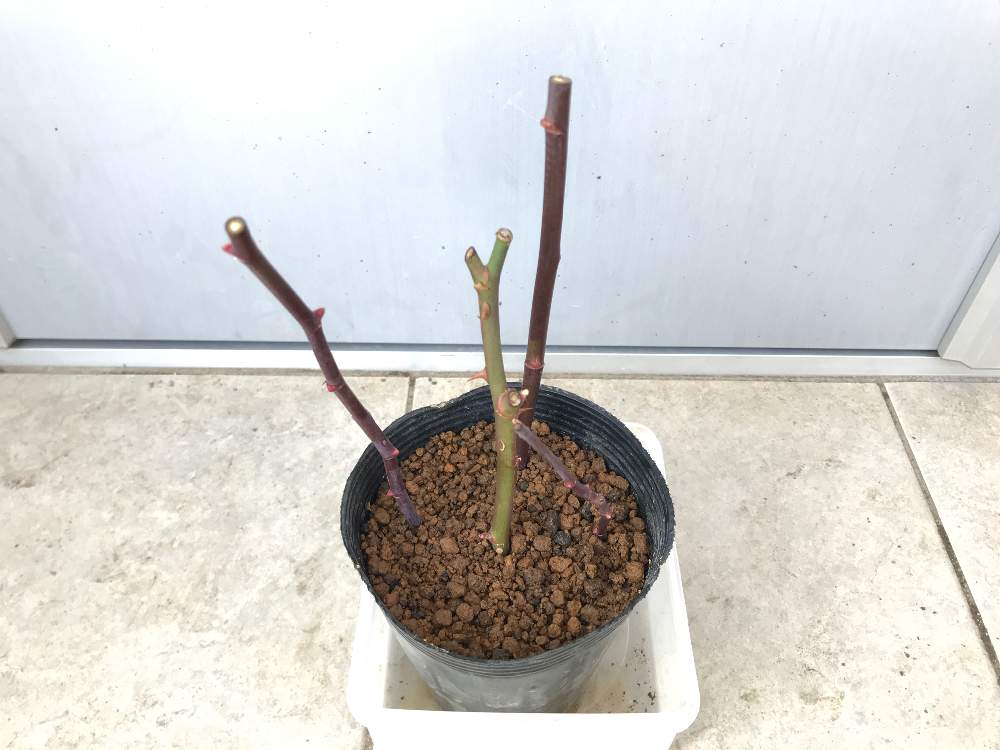 バラの挿し木の記録 Greensnap グリーンスナップ