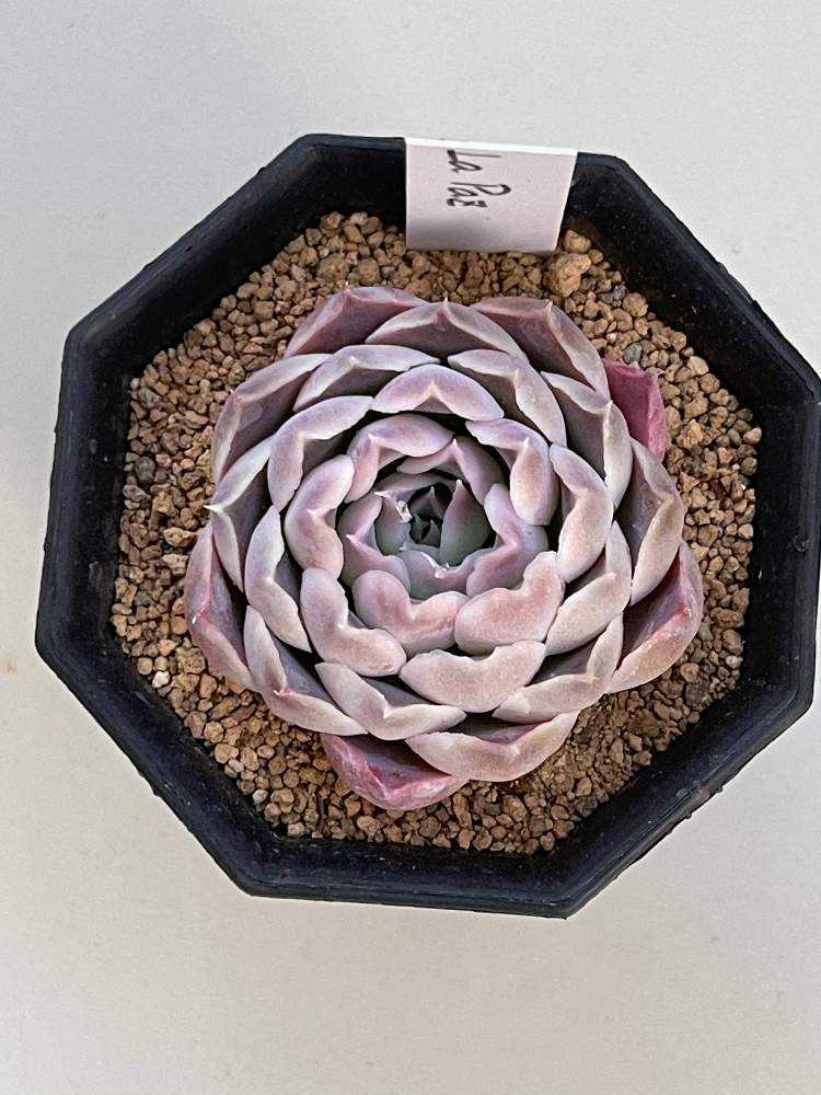 多肉植物 ゆうパケットプラス エケベリアセット 名前なし 土付き