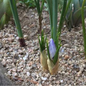 芽出し球根の投稿画像一覧 Greensnap グリーンスナップ