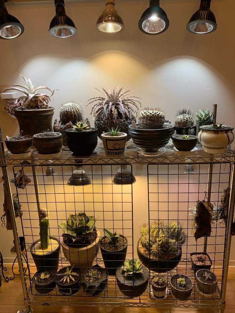 コピアポア プラチナ黒王丸 管理記録｜🍀GreenSnap（グリーン