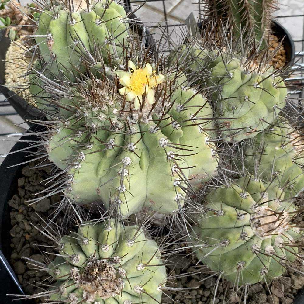 ライトニングさん専用　黒王丸 コピアポア プラチナ黒王丸 管理記録｜🍀GreenSnap（グリーン