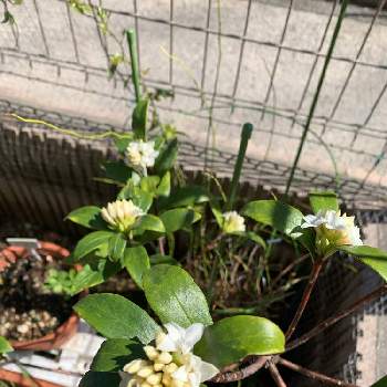 沈丁花 の投稿画像一覧 Greensnap グリーンスナップ 沈丁花 の投稿画像一覧 Greensnap グリーンスナップ