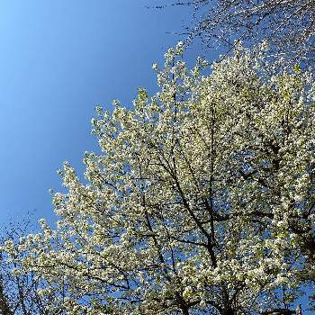 ヤマナシの画像 by にゃーこさん | お出かけ先とヤマナシと樹木と春が来た❣️と平塚総合公園と雲仲間