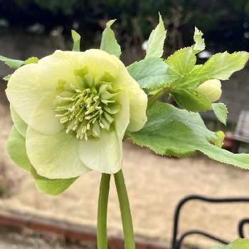 クリスマスローズ セミダブルの投稿画像一覧 Greensnap グリーンスナップ