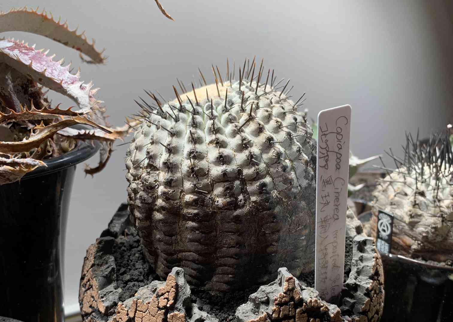 現地球 Copiapoa コピアポア シネレア 黒王丸 カキコ自根 大株 - 植物