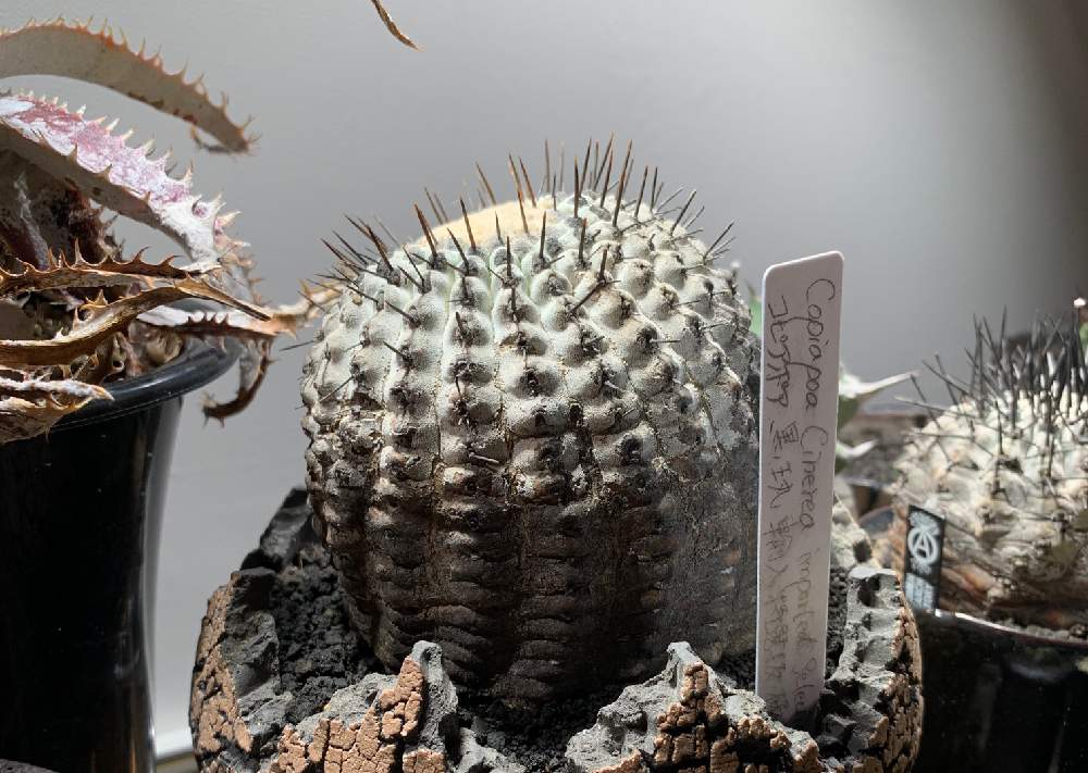 コピアポア　黒王丸  Copiapoa cinerea