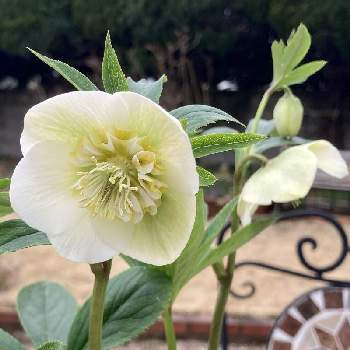 クリスマスローズ セミダブルの投稿画像一覧 Greensnap グリーンスナップ