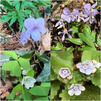 スミレ図鑑の投稿画像一覧 Greensnap グリーンスナップ