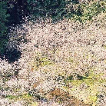 奈良県五條市の画像 by sumidaxさん | お出かけ先と賀名生梅林(あのう梅林)とカメラ撮影と奈良県五條市と花が好きとフルサイズ換算20mmと絶品の景色