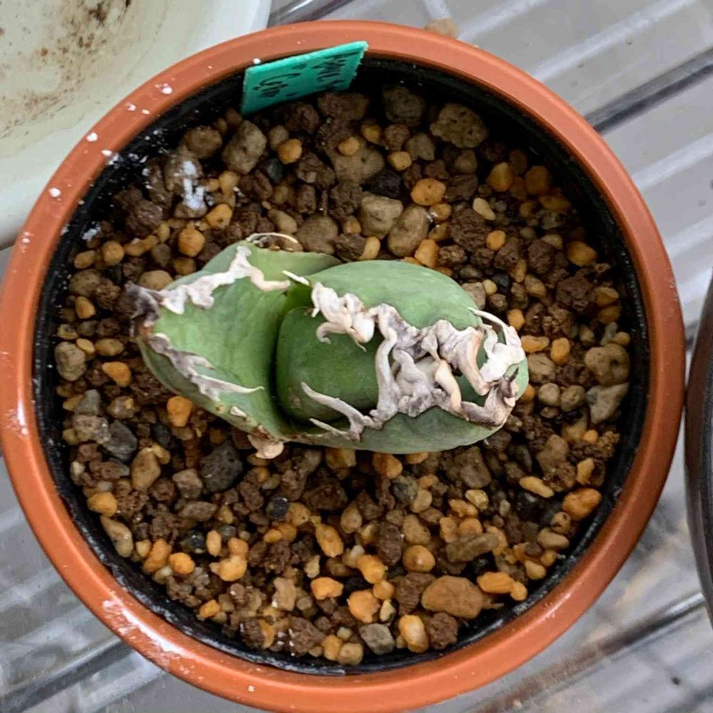 アガベチタノタ シーザー LIZE産シーザー 台湾アガベ (ビッグスパイン  