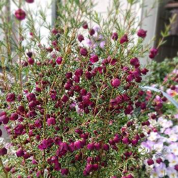 ボロニア フェテロフィラの投稿画像一覧 Greensnap グリーンスナップ ボロニア フェテロフィラの投稿画像一覧 Greensnap グリーンスナップ