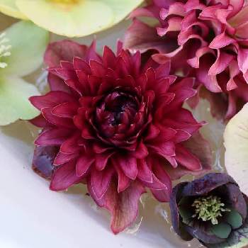 クリスマスローズ クレオパトラの投稿画像一覧 Greensnap グリーンスナップ