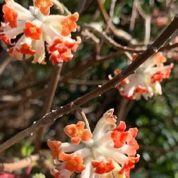 ベニバナミツマタの画像 by coco61さん | お出かけ先とベニバナミツマタと樹木と初めて見たと木に咲く花