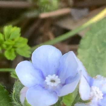 山瑠璃草 ヤマルリソウ の投稿画像一覧 Greensnap グリーンスナップ 山瑠璃草 ヤマルリソウ の投稿画像一覧 Greensnap グリーンスナップ