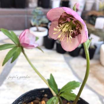 クリスマスローズ セミダブルの投稿画像一覧 Greensnap グリーンスナップ